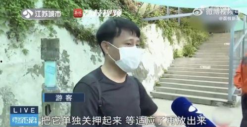 网红挨打吃瓜,吃瓜群众围观网络暴力真相