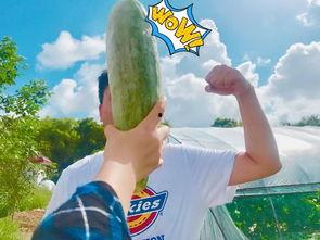 吃瓜事件网红最新,网红吃瓜事件揭秘