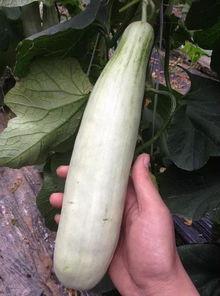 网红小妹吃瓜,揭秘娱乐圈幕后真相