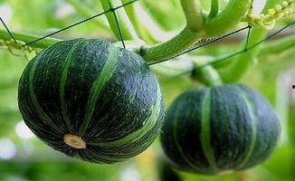 下沙网红吃瓜事件真相揭秘,真相背后竟是这样！