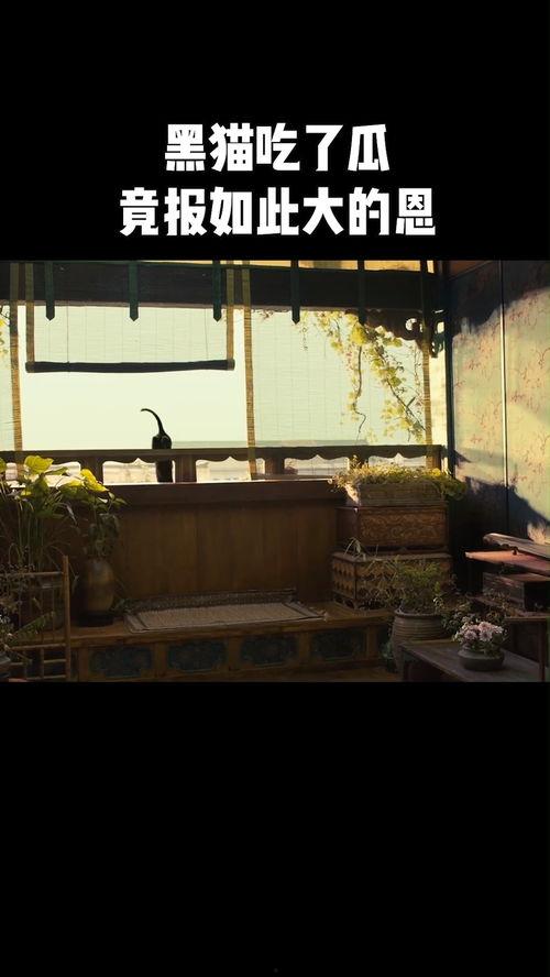 黑猫网吃瓜,揭秘娱乐圈幕后真相