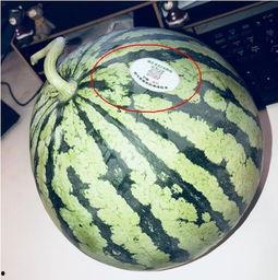 定西网红吃瓜,揭秘当地美食背后的故事