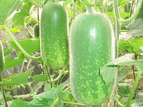 网红吃瓜赵露丝图片大全