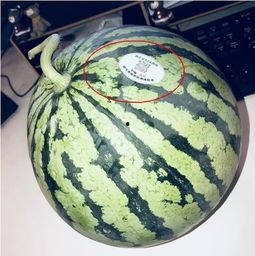 专门吃网红瓜的