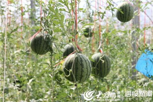 常州网红吃瓜事件视频,揭秘网络舆论的风暴中心