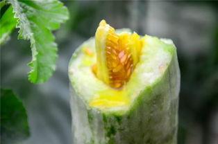 山西网红吃瓜,揭秘当地美食背后的故事