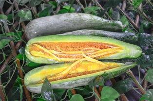 网红吃瓜的平台叫什么,揭秘热门话题背后的秘密